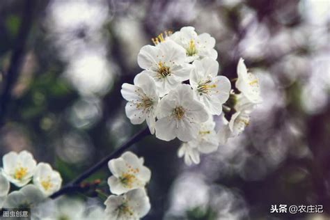 杏樹枝|花卉開花期系列：一般杏花是在幾月開花？